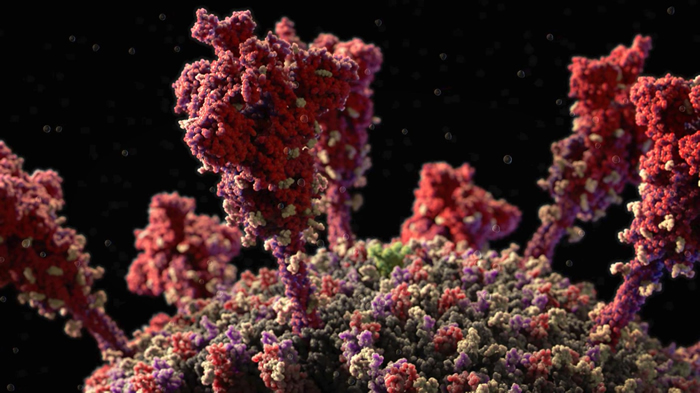 数十个皇冠状的棘蛋白（红色）──冠状病毒因而得名──从病毒表面突出，使病毒得以感染人类细胞。 MODEL AT ATOMIC RESOLUTION IN BY