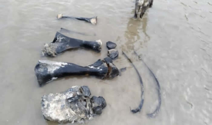 俄罗斯亚马尔-涅涅茨自治区发现年轻猛犸象遗骸
