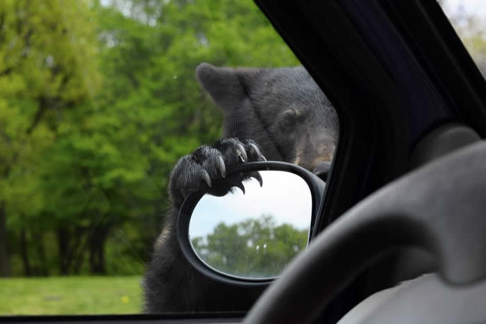 美国田纳西州男子发现黑熊竟开门想上他的车 用训斥小孩口吻喝退