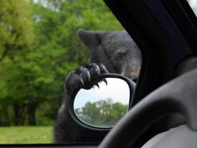 美国田纳西州男子发现黑熊竟开门想上他的车 用训斥小孩口吻喝退
