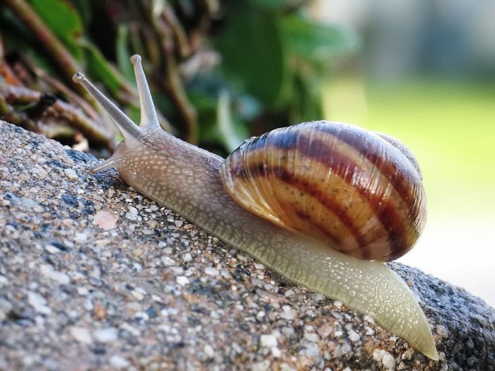 蜗牛和蛞蝓有什么区别？为什么盐对蜗牛是致命的？