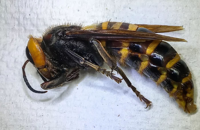 美国华盛顿州农业部工作人员第一次通过陷阱捕获“杀人大黄蜂”
