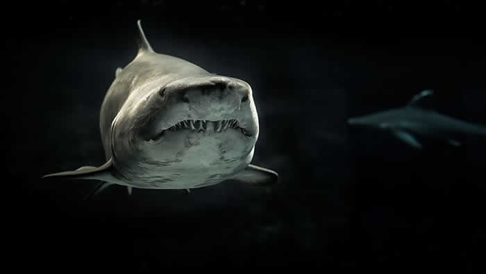 提到鲨鱼我们总是心生恐惧 但它为海洋生态系统带来了平衡