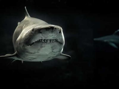 提到鲨鱼我们总是心生恐惧 但它为海洋生态系统带来了平衡