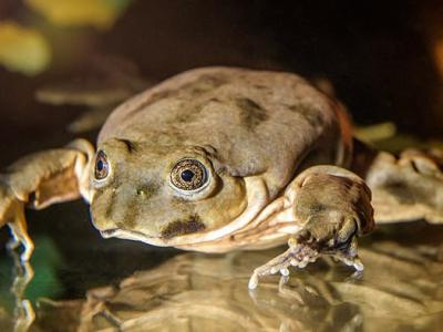 “阴囊蛙”！秘鲁巨蛙严重濒临灭绝 只生活在玻利维亚和秘鲁边界的的喀喀湖中