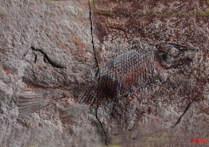 四川省丹棱县幸福古村发现疑似恐龙时代的鳞齿鱼化石