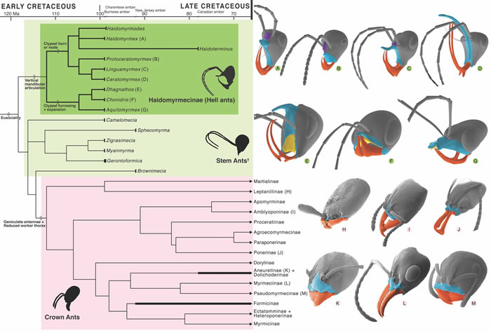 白垩纪琥珀中的独角蚁化石研究确认黑帝斯蚁特化的捕食机制