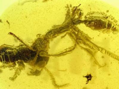 9900万年前白垩纪琥珀中的“地狱蚂蚁”Ceratomyrmex ellenbergeri