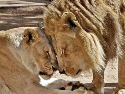 美国洛杉矶动物园明星狮子夫妻被决定同时执行安乐死