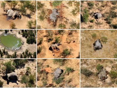 非洲国家博茨瓦纳超过350头大象离奇死亡 原因经证实为自然环境毒素造成