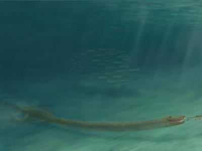 古生物学家重组2.42亿年前长颈龙头骨3D构造图 确认其曾生活在海洋中