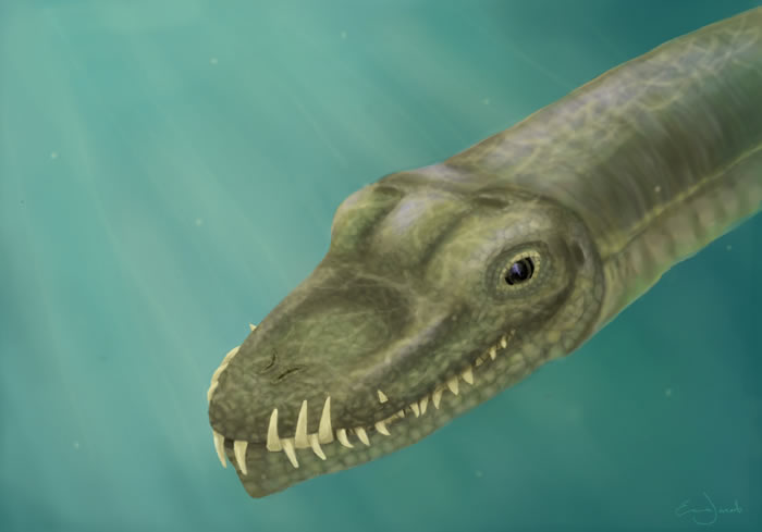 古生物学家重组2.42亿年前长颈龙头骨3D构造图 确认其曾生活在海洋中