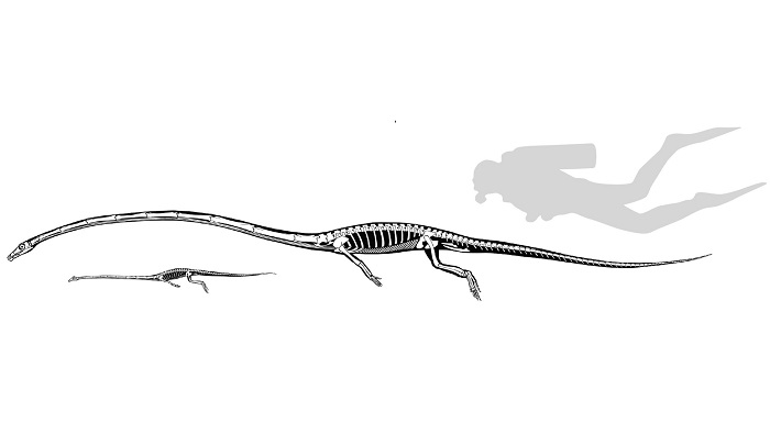 2.42亿年前令人难以置信的长脖子“古蜥蜴”Tanystropheus hydroides