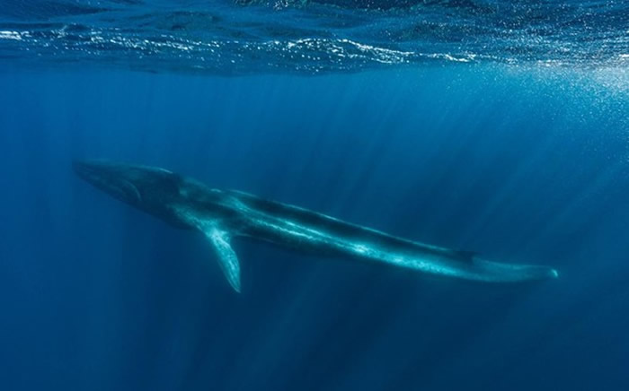 长须鲸Fluker遭渔船撞尾鳍全断 无法捕食瘦成皮包骨