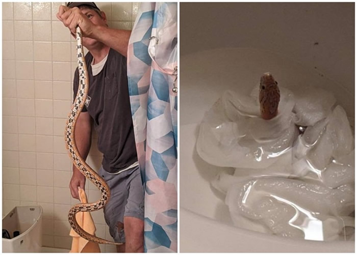 美国科罗拉多州女子发现座厕水箱失灵 揭开惊见逾1米长玉米蛇