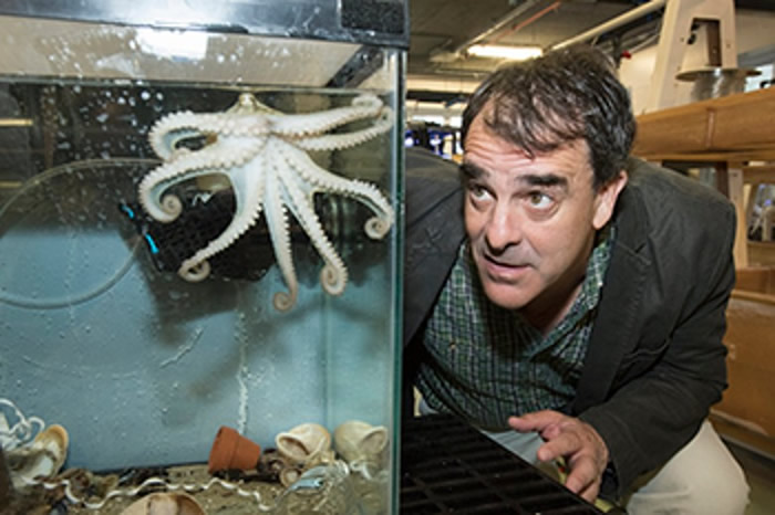 美国科学家以长鳍近海鱿鱼为研究对象 透过基因编辑技术首次成功培育出透明鱿鱼