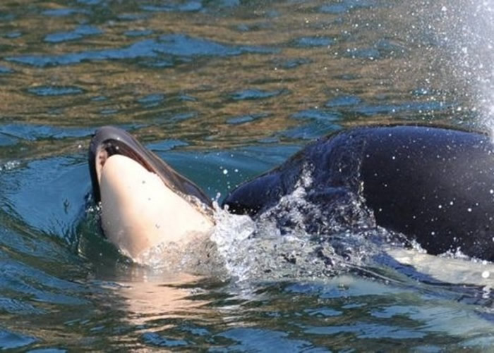 曾伴幼鲸尸体17日 美国华盛顿州母杀人鲸Tahlequah再怀孕