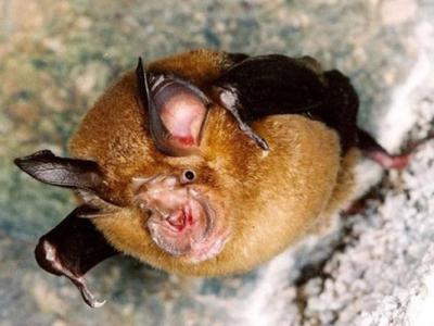 《自然微生物学》期刊：最新研究报告指新冠病毒祖先或70多年前已在蝙蝠群族中传播