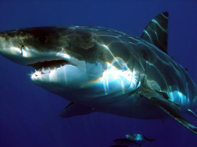 美国缅因州首宗鲨鱼杀人事件 纽约妇人遭大白鲨咬死