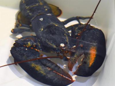 美国俄亥俄州一间餐厅发现稀有蓝色龙虾 送往阿克伦市动物园保育