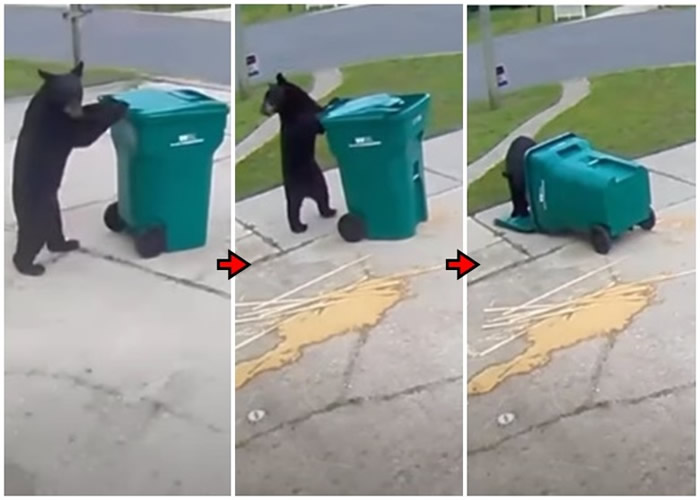 美国佛州两只黑熊推倒垃圾桶寻找食物