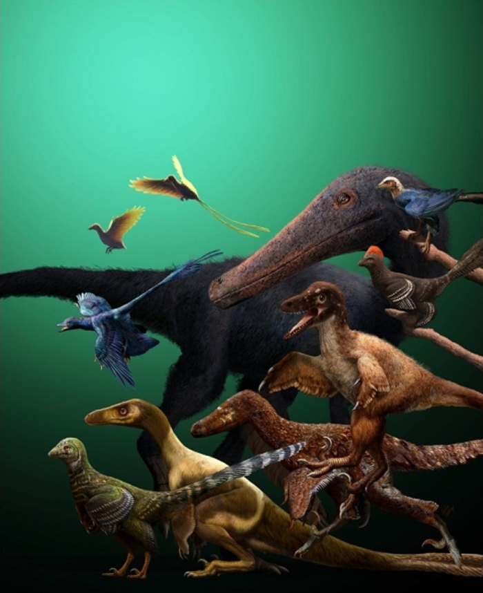 鸟类近亲大部分具有接近进化出飞行动力的潜能 但只有少数能冲破门槛