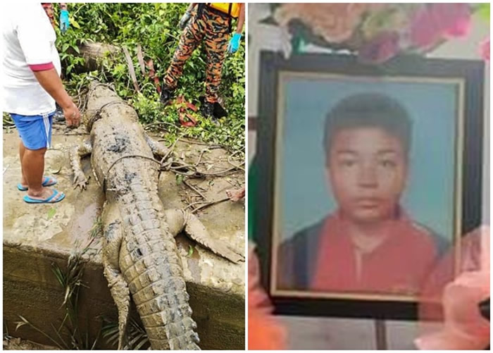 马来西亚发生鳄鱼食人事件 14岁少年被重350公斤巨鳄吞噬