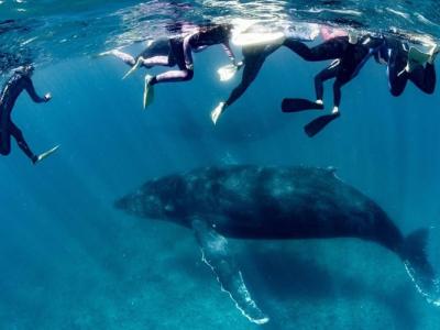 澳洲西澳省浮潜罕见意外 女游客遭座头鲸尾巴击中重伤