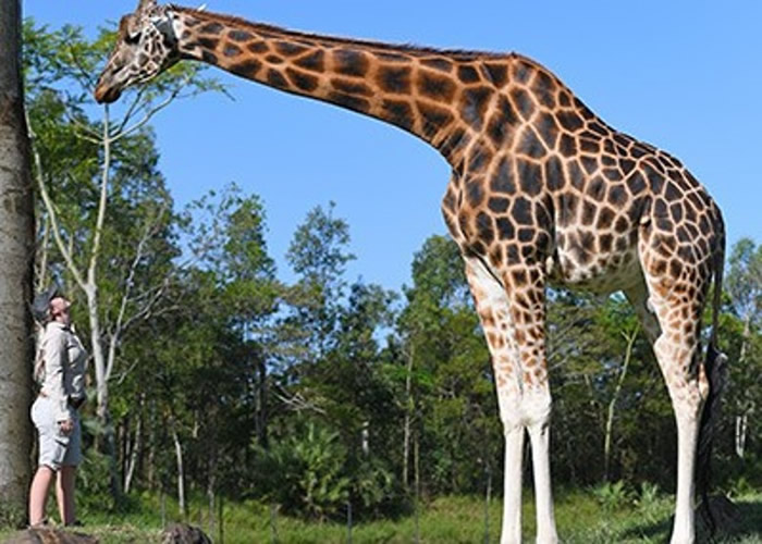 澳洲昆士兰省贝尔瓦动物园12岁雄性长颈鹿荣登吉尼斯“世界上最高的在世长颈鹿”