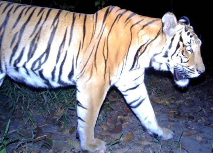 泰国西部丛林捕捉到3只年轻濒临绝种的印度支那虎出没的珍贵影像