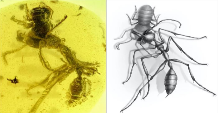 9900万年前的生死之战：白垩纪琥珀定格地狱蚂蚁捕食场景