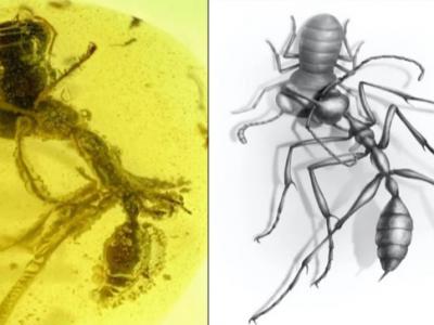 9900万年前的生死之战：白垩纪琥珀定格地狱蚂蚁捕食场景