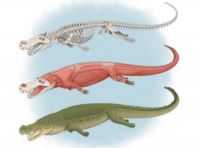 7500万年到8200万年前“恐怖的鳄鱼”Deinosuchus有着香蕉大小的牙齿