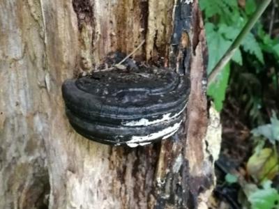日本网友拍到树木表皮惊现夹心曲奇 原来是真菌“木蹄层孔菌”