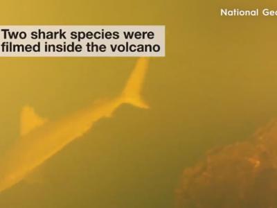 科学家发现鲨鱼生活在海洋中最活跃的海底火山——卡瓦奇火山内部
