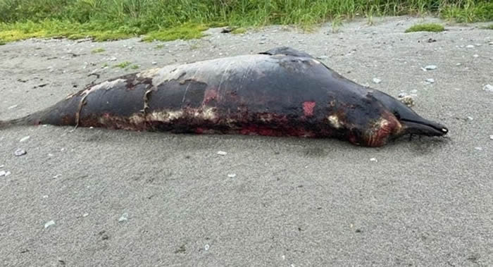 拜氏鲸或剑吻鲸？暴风雨过后俄罗斯萨哈林岛海滩发现被冲上海岸的神秘生物尸体