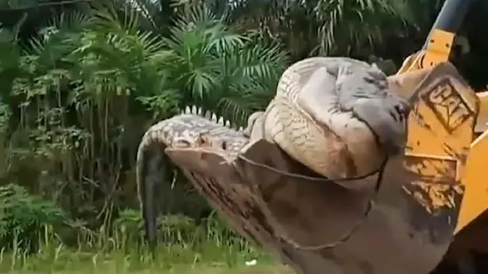 印尼邦加物里洞省50几岁巨型鳄鱼被村民认为是“恶魔的化身”遭斩首肢解