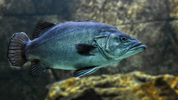 塞维利亚大学研究人员研究了干扰加的斯湾鱼类繁殖和养殖的因素
