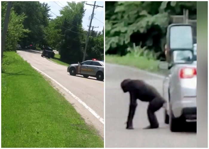 美国密苏里州杰斐逊县动物园2只黑猩猩逃出保护区在附近公路和住宅区到处游荡