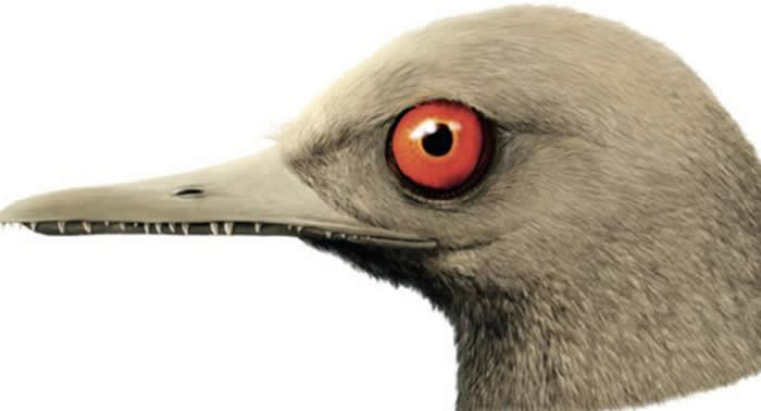 以包裹了头骨的琥珀为依据用计算机技术逐步还原出的“眼齿鸟”图像。图/《自然》