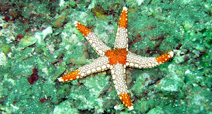 厄瓜多尔环境部：科学家在加拉帕戈斯群岛发现30种全新的海洋无脊椎动物