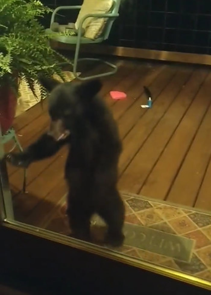 美国北卡罗来纳州居民凌晨听到窗外传诡异声 惊见黑熊伫立在窗边