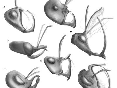 《当代生物学》（Current Biology）杂志：特化的捕食行为驱动了早期蚂蚁的辐射演化
