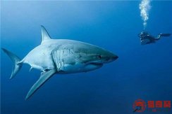 世界上三大可怕的鲨鱼 大白鲨是最恐怖的鲨鱼