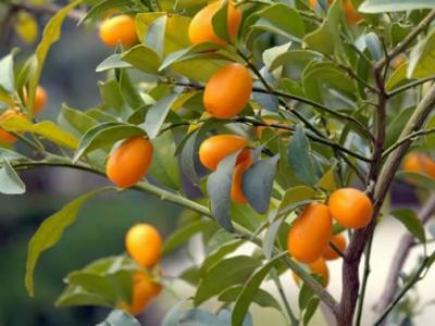 柑橘类水果中的金桔竟能抗癌！