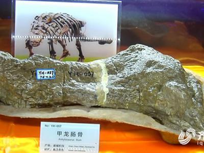 山东诸城臧家庄化石点采集的甲龙类右侧肠骨化石正式命名“诸城中国甲龙”