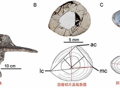 骨组织学揭秘热河生物群著名小型鸟脚类恐龙——上园热河龙的生长发育模式