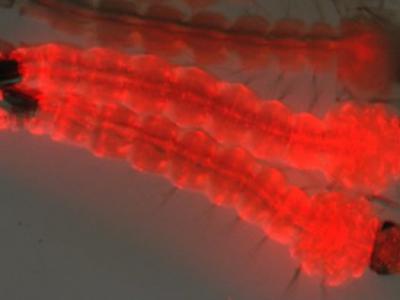 美国生物技术公司Oxitec拟放出7.5亿只基因改造蚊子 让人造基因代代相传抑制繁殖