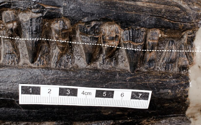 2.4亿年前化石揭示大型海洋食肉爬行动物最后的晚餐