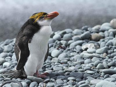 基因组研究表明现代企鹅大约在2200万年前出现在澳大利亚和新西兰的沿海水域